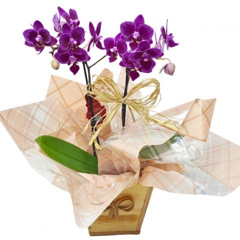 Mini Orquídea Phalaenopsis 2 Hastes Pote 9 "Cor variada"